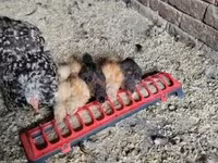 Silkie — foto 3