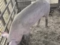 公猪, Pigs — 照片 5