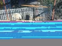Geese — foto 3