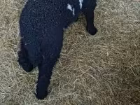 Kos, Wallis Country sheep — 1. fotó