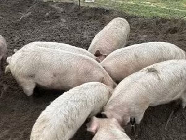 Boar,  — Hungary