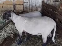 Widder, Tsigai sheep — Foto 5