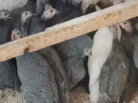 Guinea fowl — Foto 3