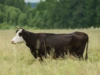 Tehén, Yaroslavl cattle — 2. fotó