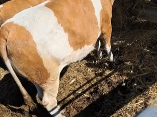 Tehén, Simmental cattle — Magyarország