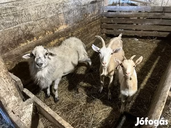 Козёл, Козлы — Венгрия