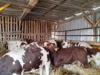 Toro, Ganado vacuno — foto 1