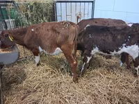 Touro, Simmental cattle — foto 6