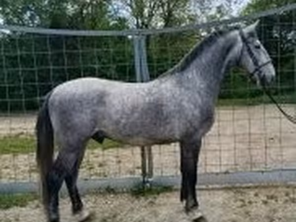 At, Lipizzaner