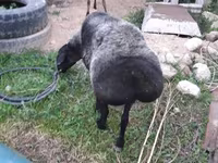 Sheep (batch, sex not specified), Sheep — photo 1