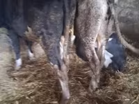Bull, Russian Black pied cattle — photo 2