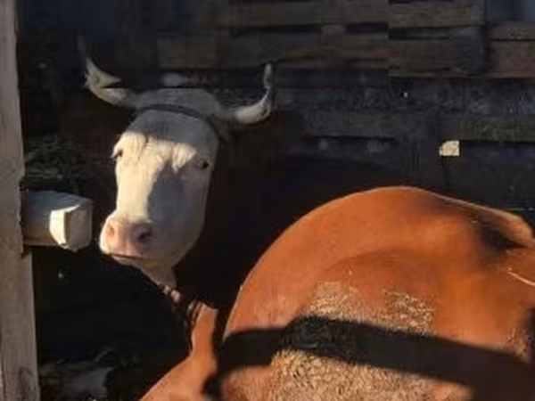 Brebis, Moutons — Hongrie