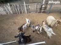 Cabras (lote, sexo no especificado), Cabras — foto 4