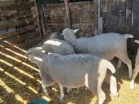 母羊, Sheep — 照片 1