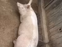 Sow, Крупная белая — photo 4