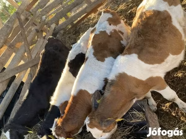 Bika, Simmental cattle