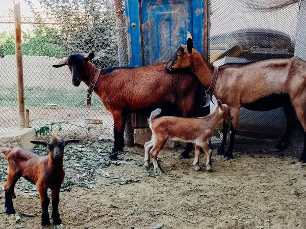 Kecskék (tétel, nem megadva), Alpine goat
