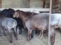 Beran, Hissar sheep — foto 3