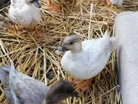 Ducks — photo 3