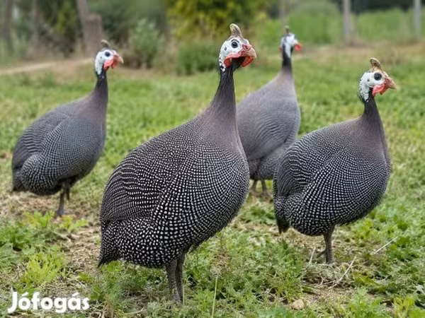 Pearl Grey — Magyarország