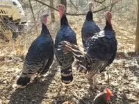 Turkeys — 照片 4