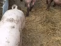 خنزير ذكر, Крупная белая — الصورة 5