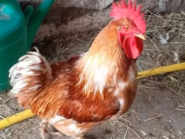 Chickens — 匈牙利