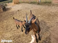Bode, Alpine goat — foto 4