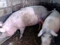 母猪, Pigs — 照片 2