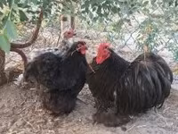 Pekin Bantam — foto 2