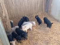 Sow, Pigs — photo 1