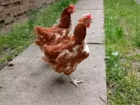 Chickens — Foto 2