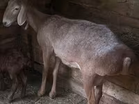 Oveja, Afghan Arabi sheep — foto 1