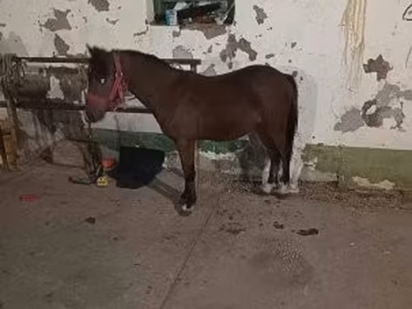 Cavalo, Cavalos