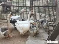 Geese — फ़ोटो 1