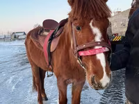 Hing, Kazakh horse — 2. fotó