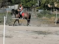 Mare, Polish pony — photo 2