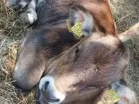 Bulle, Braune Karpatenrasse — Foto 3