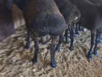 Қошқар, Қойлар — 2-сурет