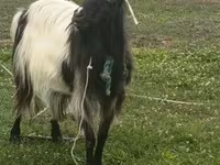 Cabras (lote, sexo no especificado), Cabras — foto 4