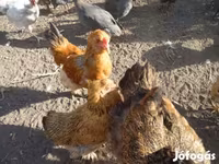 Chickens — الصورة 2