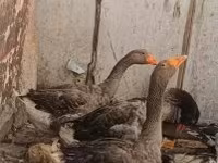 Geese — 照片 1