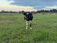 Krava, Swiss cattle — foto 3