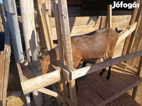 母山羊, Alpine goat