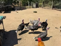 Turkeys — foto 4