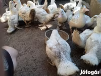 Ducks — photo 4