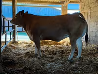 Tehén, Partenaise cattle — 1. fotó