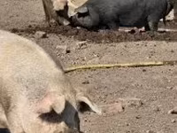 母猪, Pigs — 照片 4