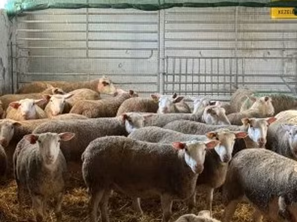 Ram, White Suffolk sheep