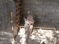 Cabras (lote, sexo no especificado), Cabras — foto 6